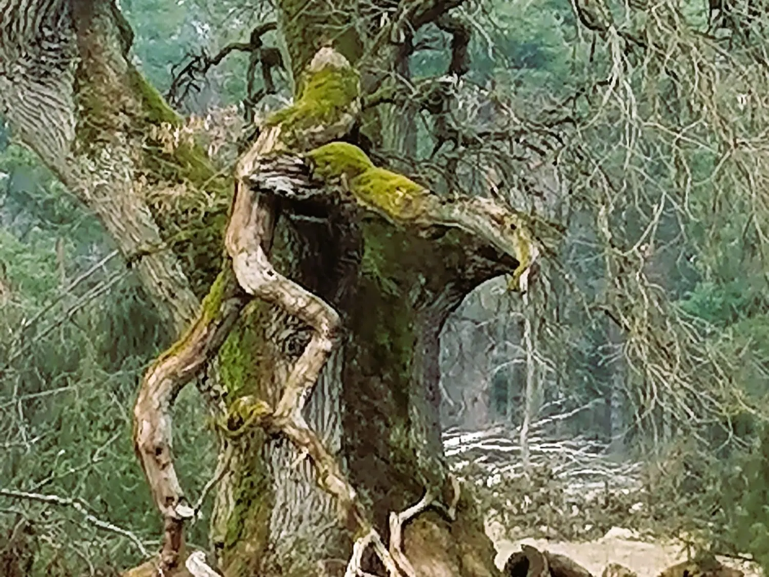 Meister Baum – Weisheit aus der Wurzelwelt