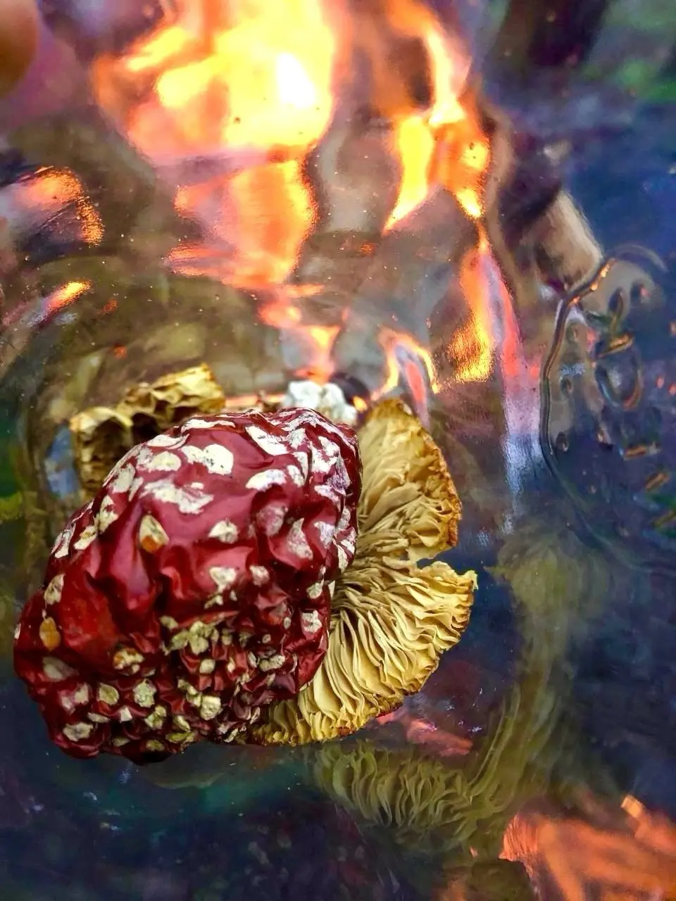 AMANITA MUSCARIA SCHWITZHÜTTE